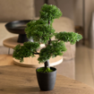 BONSAI TREE ΣΕ ΓΛΑΣΤΡΑ 50CM
