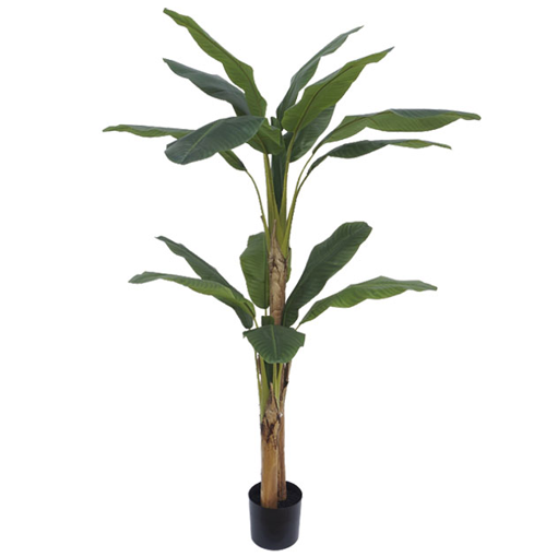 ΔΕΝΤΡΟ ΜΠΑΝΑΝΙΑ ΔΙΠΛΗ REAL TOUCH ΣΕ ΓΛΑΣΤΡΑ - Υ190cm