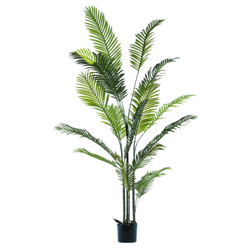 ΦΥΤΟ Palma Areca in vaso h190 cm