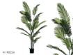 ΦΥΤΟ Palma Areca in vaso h190 cm