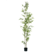 ΦΥΤΟ Bambu in vaso h240 cm