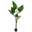 ΦΥΤΟ Filodendro in vaso h160 cm