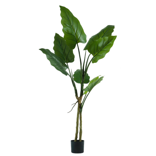 ΦΥΤΟ Filodendro in vaso h160 cm